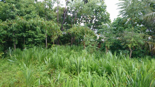 豐濱鄉農地,花蓮縣豐濱鄉豐義段